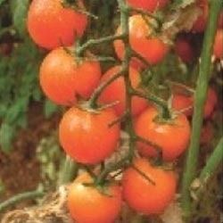 Hybrid Cherry Tomato Seeds