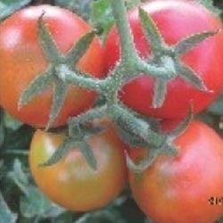 Hybrid Grade Tomato Seeds