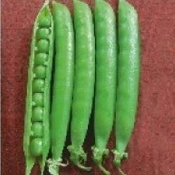 Hybrid Green Peas Seeds