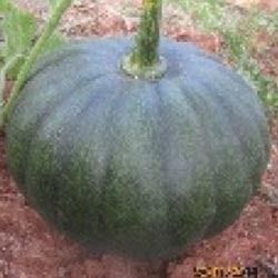 Hybrid Pumpkin Vegetable Seeds