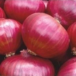 Hybrid Red Onion Seeds