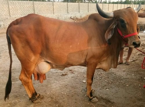 Indian Gir Sahiwal Cows
