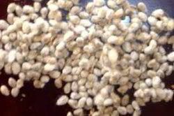 Organic Cotton Seeds