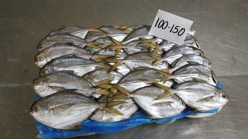 Butter Fish Whole Size 100/150