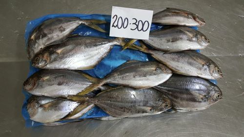 Butter Fish Whole Size 200/300