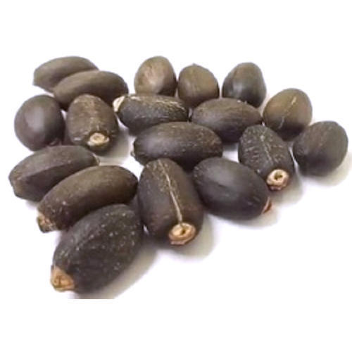 Dried Jatropha Seeds