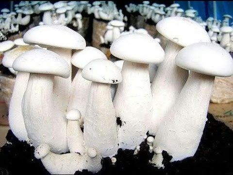 Export Quality Fresh Milky Mushroom