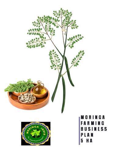 Stainless Steel Moringa Business Plant 5 Ha For Starter