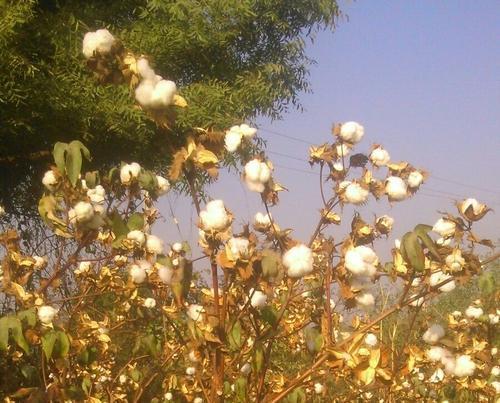 Non Gmo Cotton Seeds