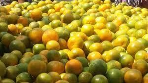 Fresh Nagpuri Juicy Orange 