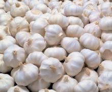 Fresh Normal White Garlic