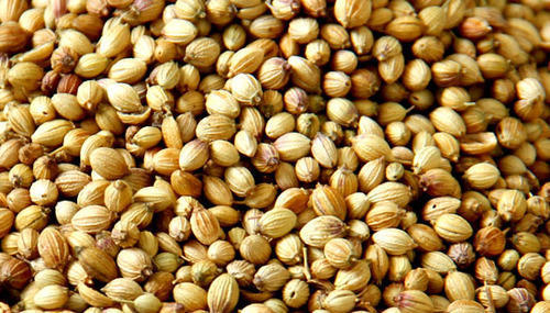 Anti Diabetic Coriander Seeds