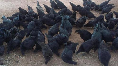 Best Quality Kadaknath Chicken