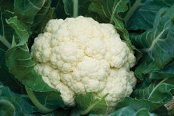 Cauliflower Seeds (F1 - Him-70)