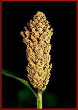 Jowar Mahabeej Seeds