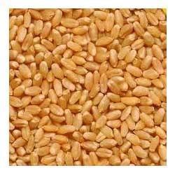 Nutritious Wheat Grains Seeds