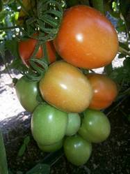 Tomato Seeds (F1 Satya)