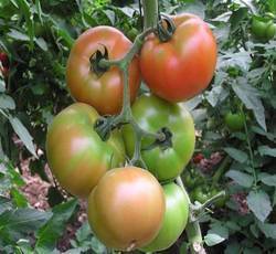 Tomato Seeds (F1 Vishal)