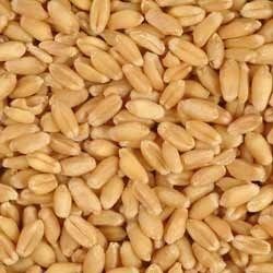 Highly Nutritious Wheat Grain