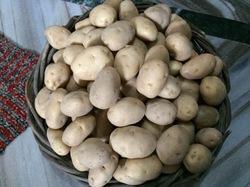 Fresh And Pure Potato (3797)