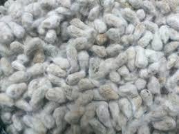 High Grade Cotton Seeds