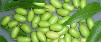 Best Quality Neem Seed