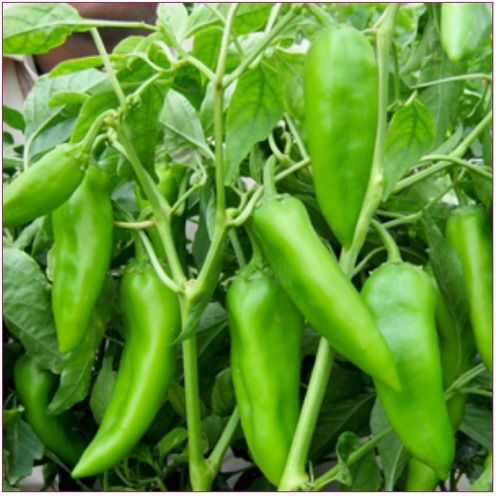 Fine Quality Hy Chili Seed (Resham)