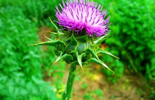 Water-Solubility Milk Thistle