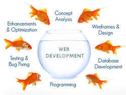 Website Development Services By Vexil Infotech