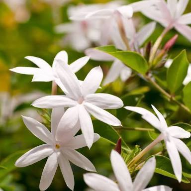 Natural Refreshing Jasmine Perfume