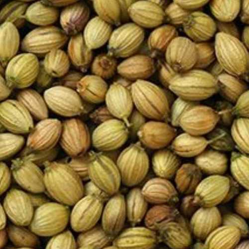 Pure Organic Coriander Seeds