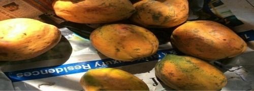 High Grade Fresh Papaya