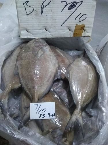 High Grade Frozen Black Pomfret