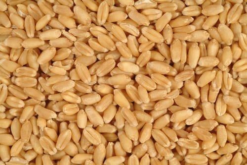 Low Price Wheat Grain
