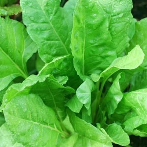 Fresh And Green Spinach