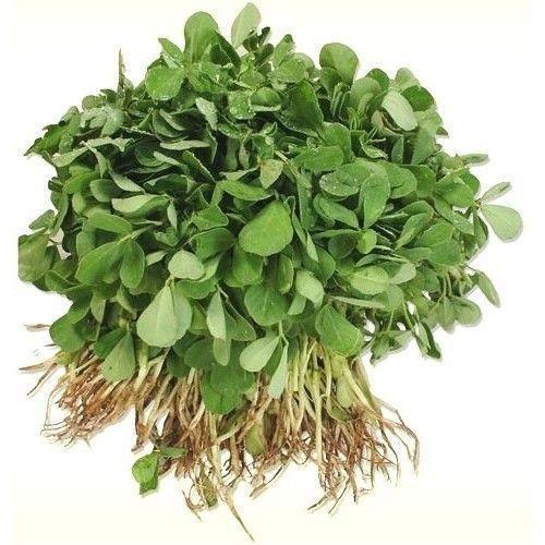 Fresh Green Fenugreek Leaves