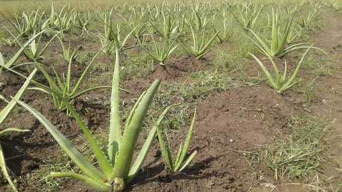 Natural Quality Aloe Vera Plant