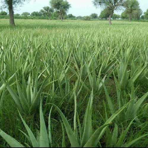 Pure Aloe Vera Plant