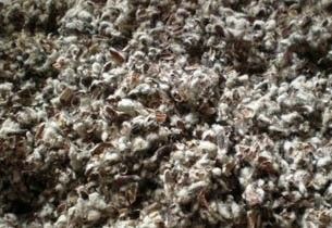 Cotton Seeds Hulls