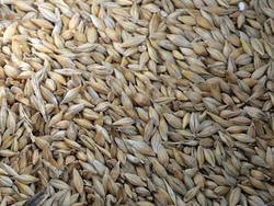 High Quality Feed Barley