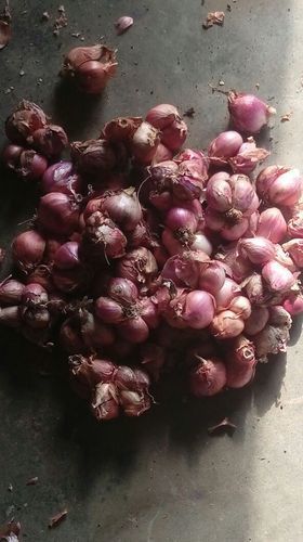 Low Price Fresh Red Onion