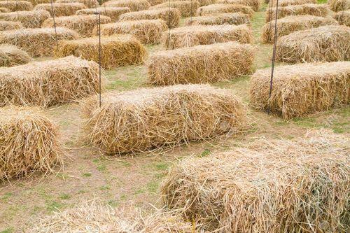 Low Price Paddy Straw