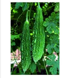 Hybrid Bitter Gourd Seeds