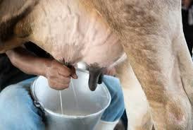  शुद्ध गाय का दूध