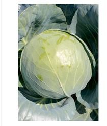 Top Quality Hybrid Cabbage Seeds
