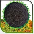 Finest Quality Hybrid Sunflower Seeds