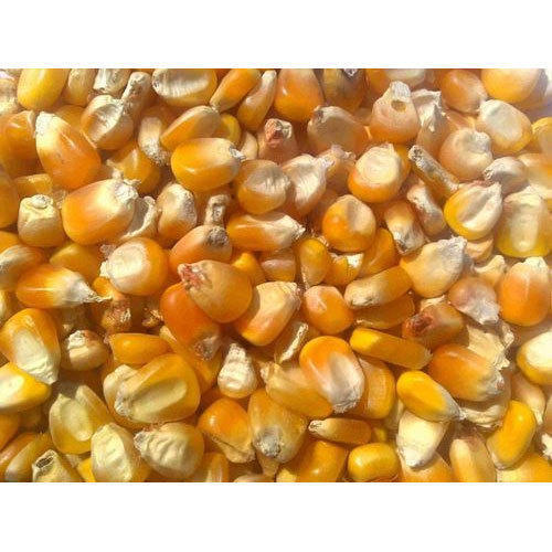 Food Grains Maize Seed