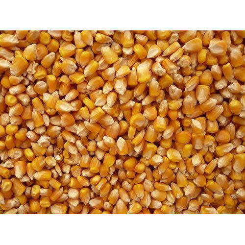 High Grade Raw Maize Seed