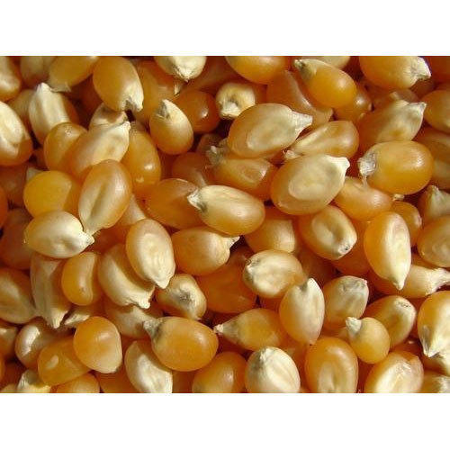 Highly Appreciated Dried Maize Seed