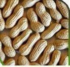 Rich In Vitamin Groundnut Seeds